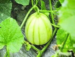 站瓜可以吃吗,探索植物界的神秘果实  第2张