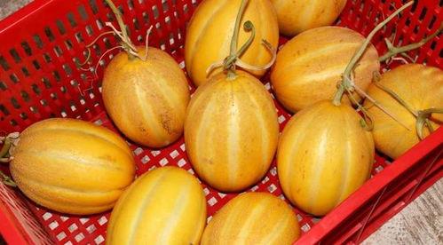 站瓜可以吃吗,探索植物界的神秘果实  第3张