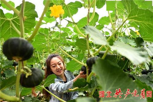 隆尧王尹村吃瓜,夏日里的瓜香四溢，探寻乡村吃瓜文化