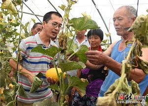隆尧王尹村吃瓜,夏日里的瓜香四溢，探寻乡村吃瓜文化  第3张