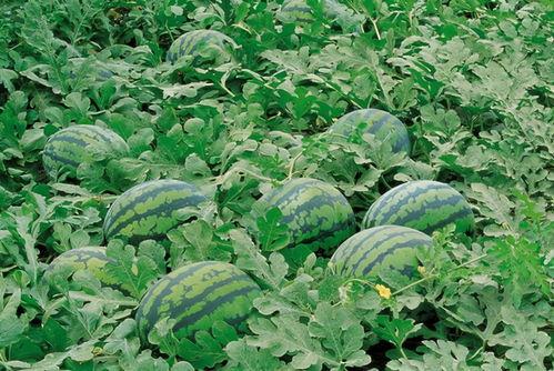 农职安宁吃瓜,瓜田里的欢乐时光