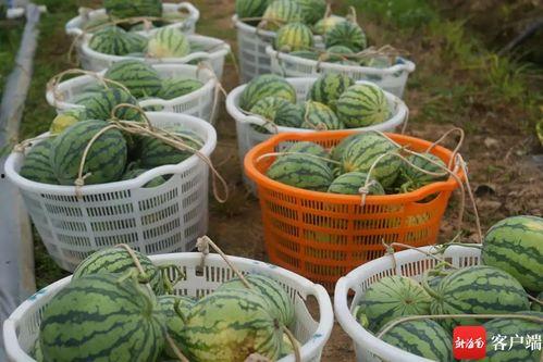 农职安宁吃瓜,瓜田里的欢乐时光  第2张