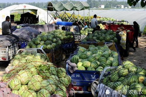 农职安宁吃瓜,瓜田里的欢乐时光  第3张