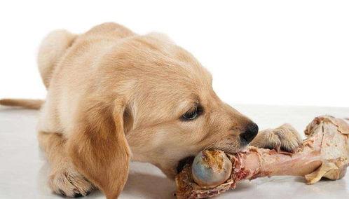 狗可以吃羊角瓜,羊角瓜，狗狗的新宠