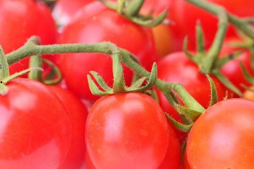 番茄小说别样吃瓜,别样吃瓜，解锁夏日趣味阅读新体验  第2张