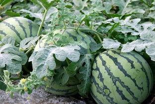 写吃瓜的文章,揭秘娱乐圈的幕后吃瓜故事  第2张