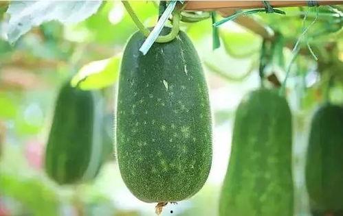 写吃瓜的文章,揭秘娱乐圈的幕后吃瓜故事  第3张