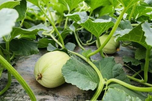 小唯在吃瓜  第3张