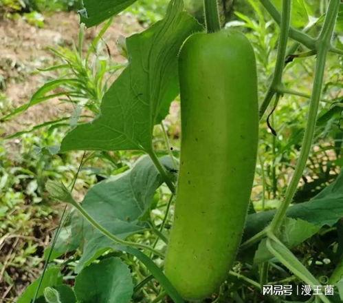 蒲瓜瓠子瓜怎么吃,蒲瓜瓠子瓜的多样食法探索