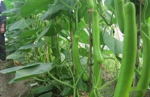 蒲瓜瓠子瓜怎么吃,蒲瓜瓠子瓜的多样食法探索  第2张