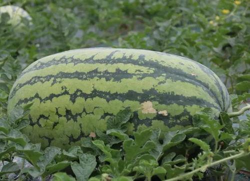 夏天腹泻吃瓜,吃瓜解暑又助消化  第2张