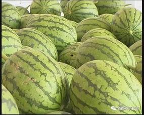 江苏旅游吃瓜,品味瓜果飘香，畅游水乡风情  第3张