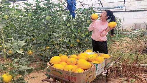 金香玉小蓝瓜怎么吃,金香玉小蓝瓜的多样食法探索  第3张