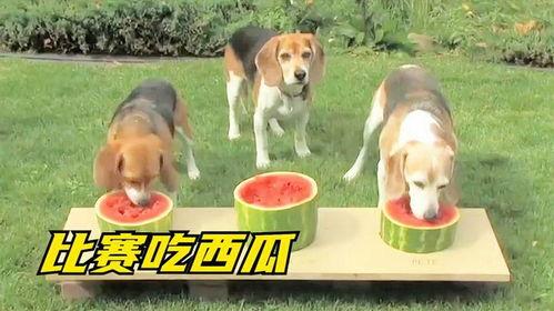 吃瓜只吃中间搞笑音乐,揭秘吃瓜群众的欢乐音乐之旅  第2张