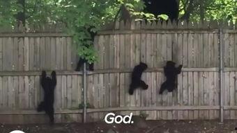 吃瓜小熊婆婆,揭秘娱乐圈背后的甜蜜与苦涩  第2张