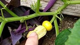 超人花吃瓜  第2张