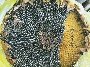 青海 吃瓜,探寻高原特色美食之旅  第2张