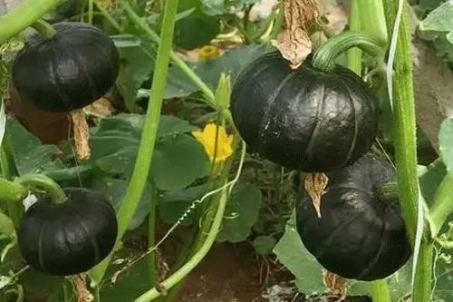 贝贝瓜可以天天吃吗,每日享用，健康无忧的天然美味  第3张