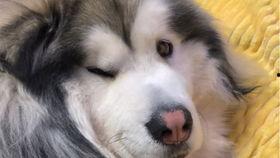 柯基吃瓜趣事,萌宠的欢乐日常  第2张