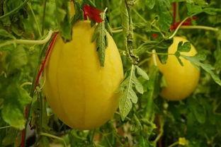 怎么向吃瓜群求瓜,如何轻松获取热门瓜料攻略  第3张