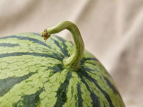 上海家长吃瓜,吃瓜热议，揭秘育儿那些事儿  第2张