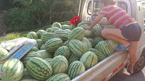 门口卖瓜吃  第3张