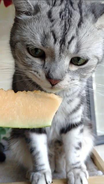 猫猫头吃瓜,揭秘宠物界的趣味瞬间  第2张