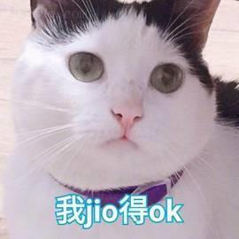猫猫头吃瓜,揭秘宠物界的趣味瞬间  第3张