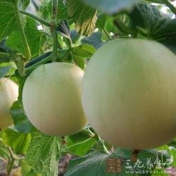 吃瓜喉咙过敏,揭秘过敏源与应对策略  第2张