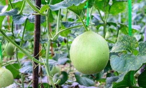 吃瓜喉咙过敏,揭秘过敏源与应对策略  第3张