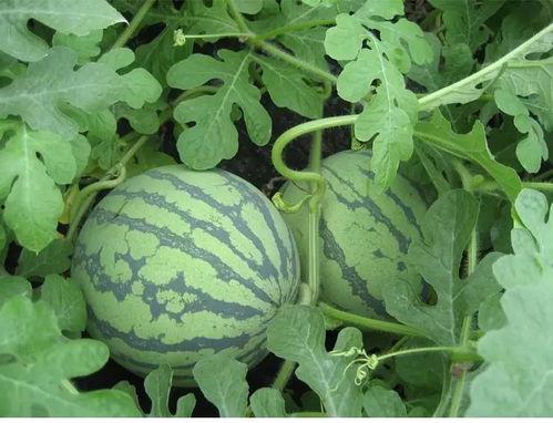 顺德吃瓜是哪一集,揭秘美食背后的故事  第2张