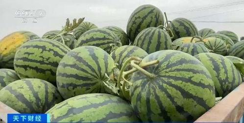 顺德吃瓜是哪一集,揭秘美食背后的故事  第3张