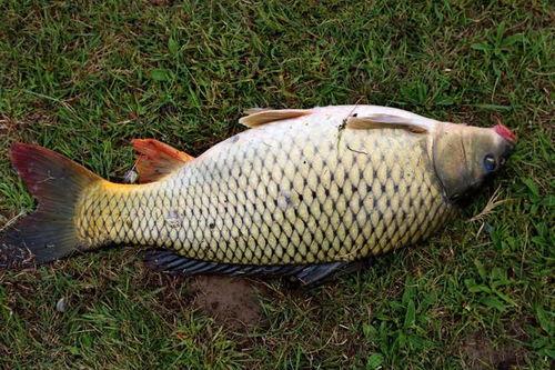大鲤鱼吃瓜,揭秘水族界的趣味食客