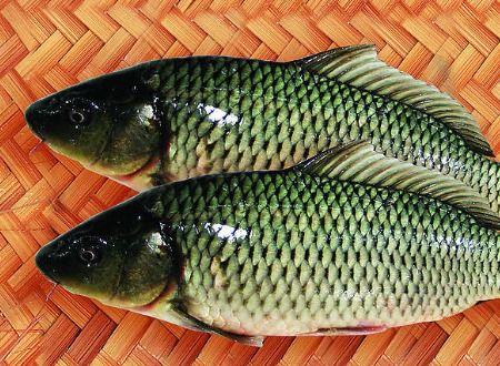 大鲤鱼吃瓜,揭秘水族界的趣味食客  第2张