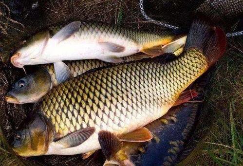 大鲤鱼吃瓜,揭秘水族界的趣味食客  第3张