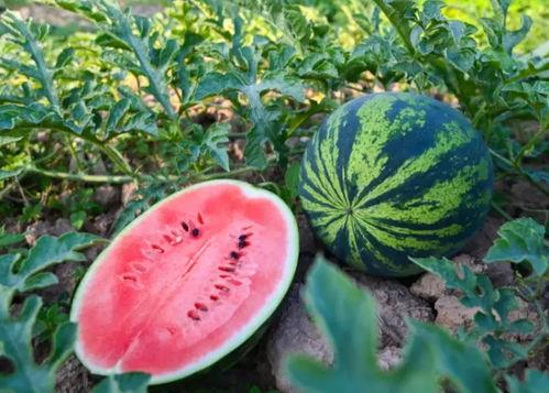 王亚静吃瓜,揭秘娱乐圈幕后故事  第3张