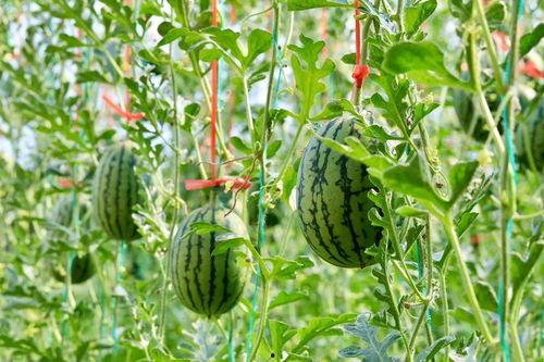 中行吃瓜,揭秘银行内部那些不为人知的趣闻轶事  第2张