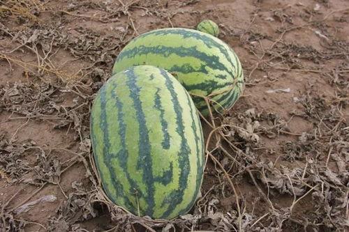 中行吃瓜,揭秘银行内部那些不为人知的趣闻轶事  第3张