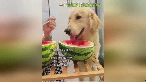 狗狗与主人吃瓜,狗狗与主人共享夏日瓜果时光