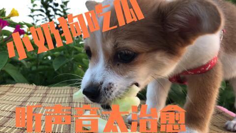 狗狗与主人吃瓜,狗狗与主人共享夏日瓜果时光  第2张