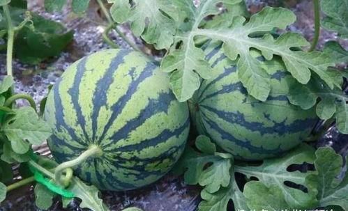 闷瓜怎么吃,解锁美味新境界  第3张