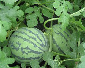 孕妇可以吃庞瓜尖,庞瓜尖的营养与美味  第3张