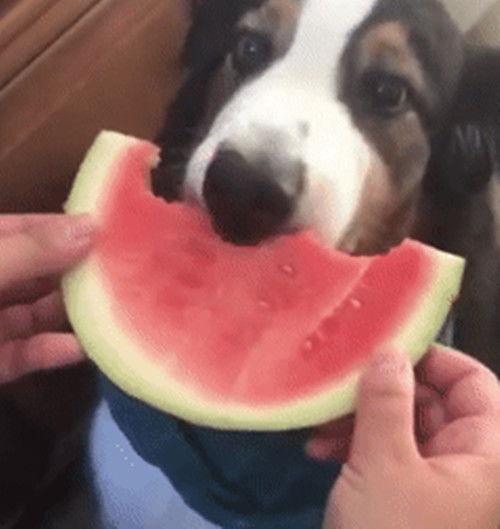 绅士吃瓜酱  第2张