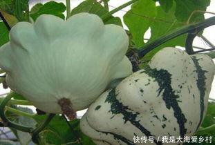 什么瓜最能晒干吃,探索最适合晒干食用的瓜类  第2张