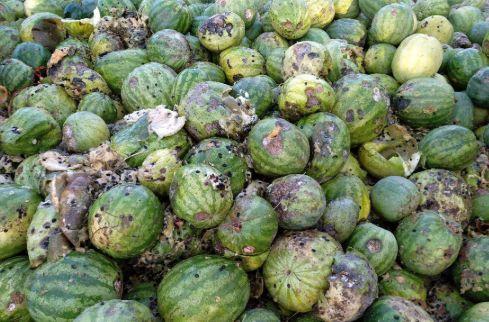 什么瓜最能晒干吃,探索最适合晒干食用的瓜类  第3张