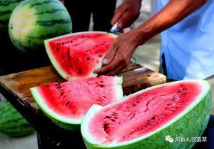 梦见地里摘瓜吃瓜,地里摘瓜吃瓜的奇幻之旅