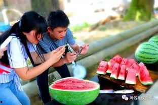 梦见地里摘瓜吃瓜,地里摘瓜吃瓜的奇幻之旅  第2张