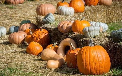 墙角吃瓜图片,揭秘日常生活中的小确幸  第3张