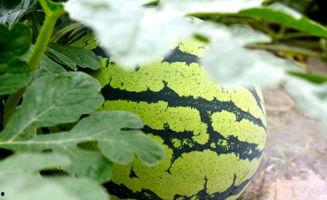 吃瓜看瓜是什么意思啊,网络热词背后的文化现象  第3张