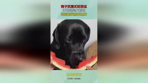 沉浸式狗吃瓜,狗狗视角下的“吃瓜”世界  第2张